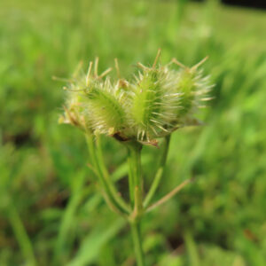 オルレアの花後の姿と蕾の質感を撮影した無料写真素材