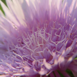 ストケシアの花の中心部に近づき二股に分かれたしべを撮影した無料写真素材