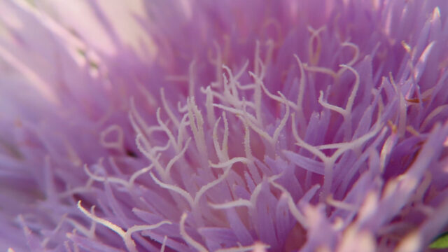 ストケシアの花の中心部に近づき二股に分かれたしべを撮影した無料写真素材