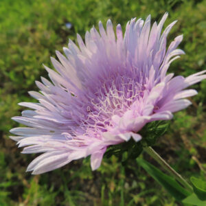 ストケシアの薄紫色の花びらを斜めから撮影した無料写真素材