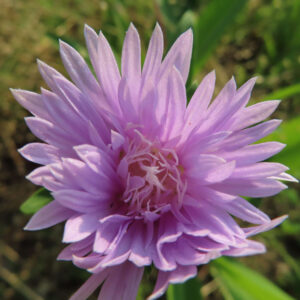 ストケシアの花びらと中心部をバランスよく撮影した無料写真素材