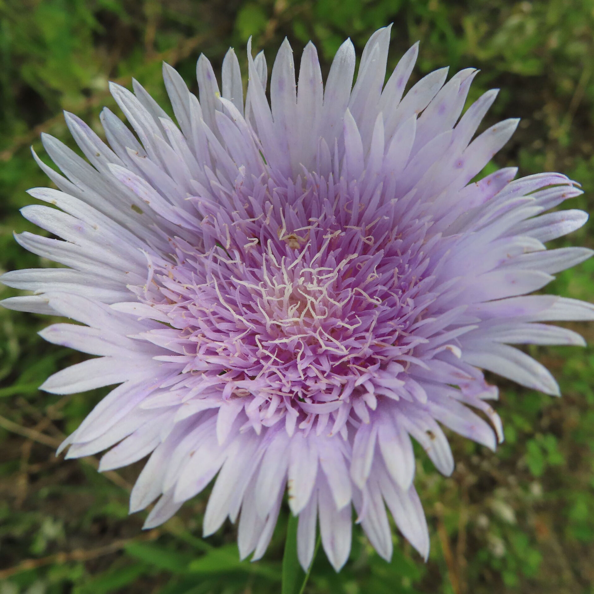 薄紫色のストケシアの花を正面から撮影した無料写真素材