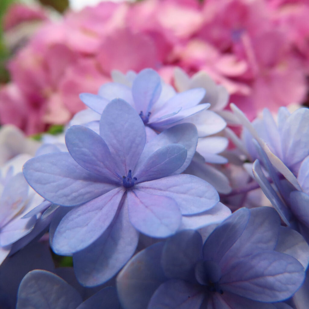 青紫のアジサイの装飾花を近くから撮影した写真