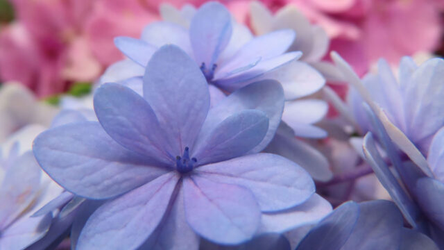 青紫のアジサイの装飾花を近くから撮影した無料写真素材。淡い紫の花びらが重なり、奥にピンクの花房がやわらかくぼけている。