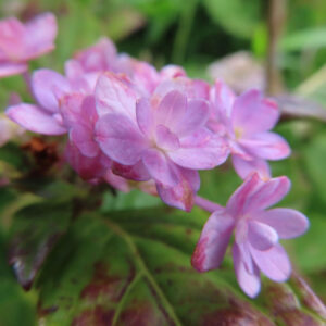 淡いピンクの八重咲きアジサイを緑の背景で撮影した無料写真素材。小さな装飾花が重なり、やさしい花色が広がっている。