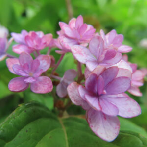 淡いピンクのアジサイの小花を近くから撮影した無料写真素材。丸みのある装飾花が集まり、中心部がやわらかく色づいている。