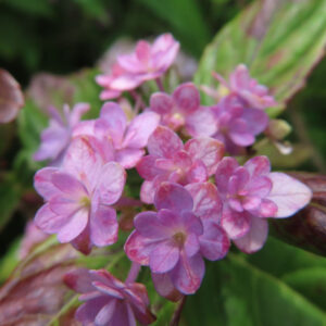 ピンクのアジサイの花房を斜めから撮影した無料写真素材。装飾花の重なりと葉の緑が自然光で写っている。