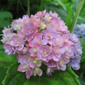 淡いピンクと紫が混じるアジサイの花房を撮影した無料写真素材。丸い花房の中に色の濃淡が入り、緑の葉が背景になっている。
