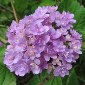 薄紫色のアジサイの花房を緑の葉とともに撮影した無料写真素材。小さな装飾花が密に集まって丸い花房をつくっている。