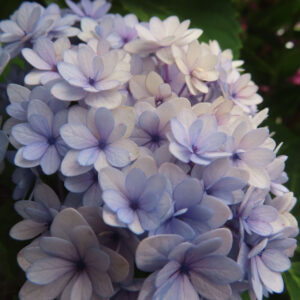 色褪せ始めた青紫のアジサイを近くから撮影した無料写真素材。淡い花色と陰影が静かな余韻をつくっている。