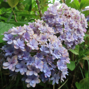 淡い青紫のアジサイの花房を緑の葉とともに撮影した無料写真素材。複数の花房が重なり、自然な陰影が出ている。