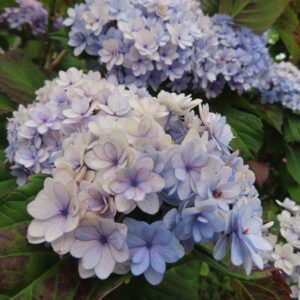 淡く色褪せた青紫のアジサイの花房を撮影した無料写真素材。白に近い花びらと青紫の花が混じり、終盤の雰囲気がある。