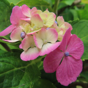 ピンクと黄緑が混じるアジサイの花房を接写した無料写真素材。濃いピンクの装飾花と淡い黄緑の花が並んでいる。