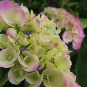 淡い黄緑とピンクのアジサイの花房を斜めから撮影した無料写真素材。丸みのある装飾花と小さな蕾が密に集まっている。