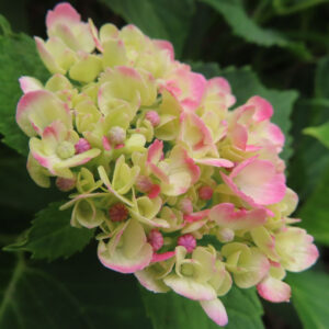 黄緑の花房にピンクの縁取りが入るアジサイを撮影した無料写真素材。装飾花と小さな蕾が立体的に重なっている。