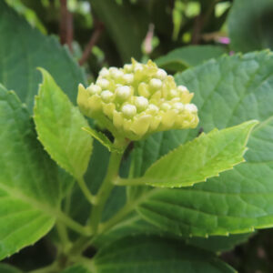 黄緑色のつぼみが集まるアジサイを緑の葉とともに撮影した無料写真素材。開花前の丸い花房が葉の間から見えている。