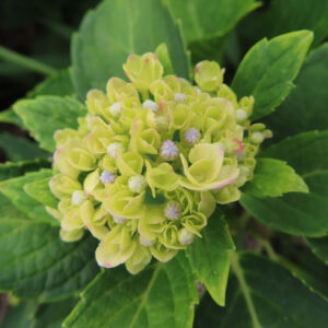淡い黄緑のアジサイの花房を上から撮影した無料写真素材。中心に小さな蕾が集まり、周囲に葉が広がっている。