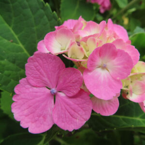濃いピンクに色づいたアジサイの装飾花を接写した無料写真素材。黄緑の花房から鮮やかなピンクの花が開いている。