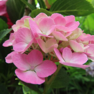 ピンク色のアジサイの装飾花を斜めから撮影した無料写真素材。花びらの重なりと緑の葉がやわらかく写っている。