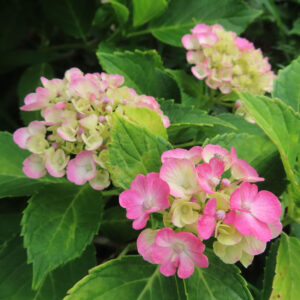 黄緑とピンクのアジサイが並んで咲く様子を撮影した無料写真素材。複数の花房と葉が自然な庭の雰囲気をつくっている。