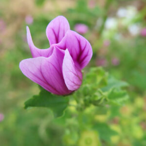 横向きに咲くゼニアオイのピンクの花を緑の背景で撮影した無料写真素材。花びらの筋模様と柔らかな草姿が写っている。