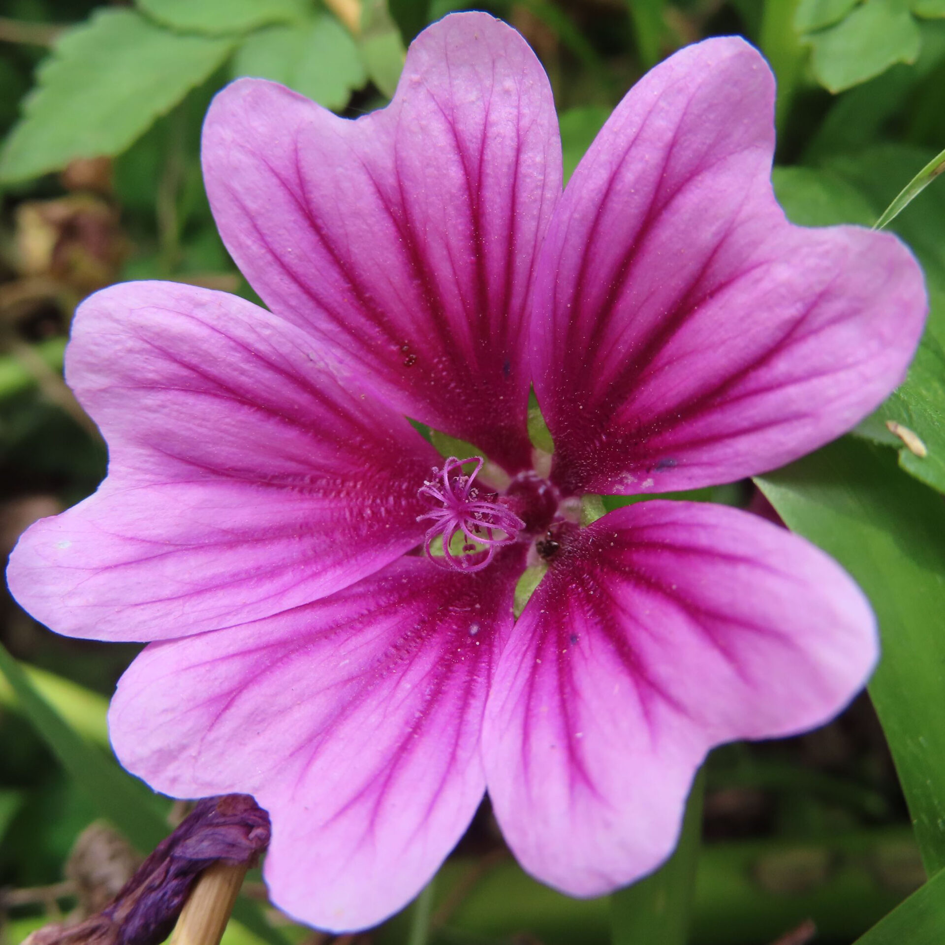 濃い紅紫の筋が入るゼニアオイの花を正面から撮影した無料写真素材。淡いピンクの五弁花と中心部のしべがはっきり写っている。