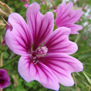 ゼニアオイのピンクの花を斜めから撮影した無料写真素材。濃い花脈と中心部のしべ、背景の花がやわらかく写っている。