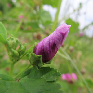 開花前のゼニアオイのつぼみを近くから撮影した無料写真素材。濃いピンクのつぼみと緑の萼が草地の背景に浮かぶ。