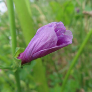 細い草の間に伸びるゼニアオイのつぼみを撮影した無料写真素材。紫がかったつぼみと緑の茎が自然な背景で写っている。