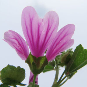 空を背景にゼニアオイの花を下から撮影した無料写真素材。淡いピンクの花びらと濃い筋模様が逆光気味に見えている。
