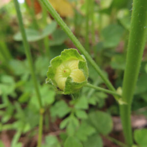ゼニアオイの丸いつぼみを茎と葉の間で撮影した無料写真素材。黄緑色のつぼみと周囲の草が近くに写っている。