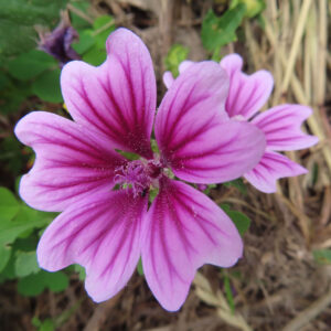 ゼニアオイの花を正面からやや引いて撮影した無料写真素材。濃い紅紫の花脈と周囲の葉、背景の草が写っている。