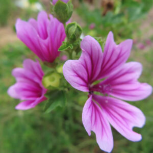 ゼニアオイの花が複数咲く様子を背景ぼかしで撮影した無料写真素材。手前のピンクの花と奥の花がやわらかく重なっている。