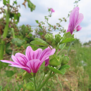 草地の中で咲くゼニアオイを少し引いて撮影した無料写真素材。ピンクの花、つぼみ、茎葉が自然な環境で写っている。