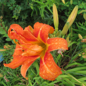 緑の中で咲くヤブカンゾウの橙色の花とつぼみを撮影した無料写真素材