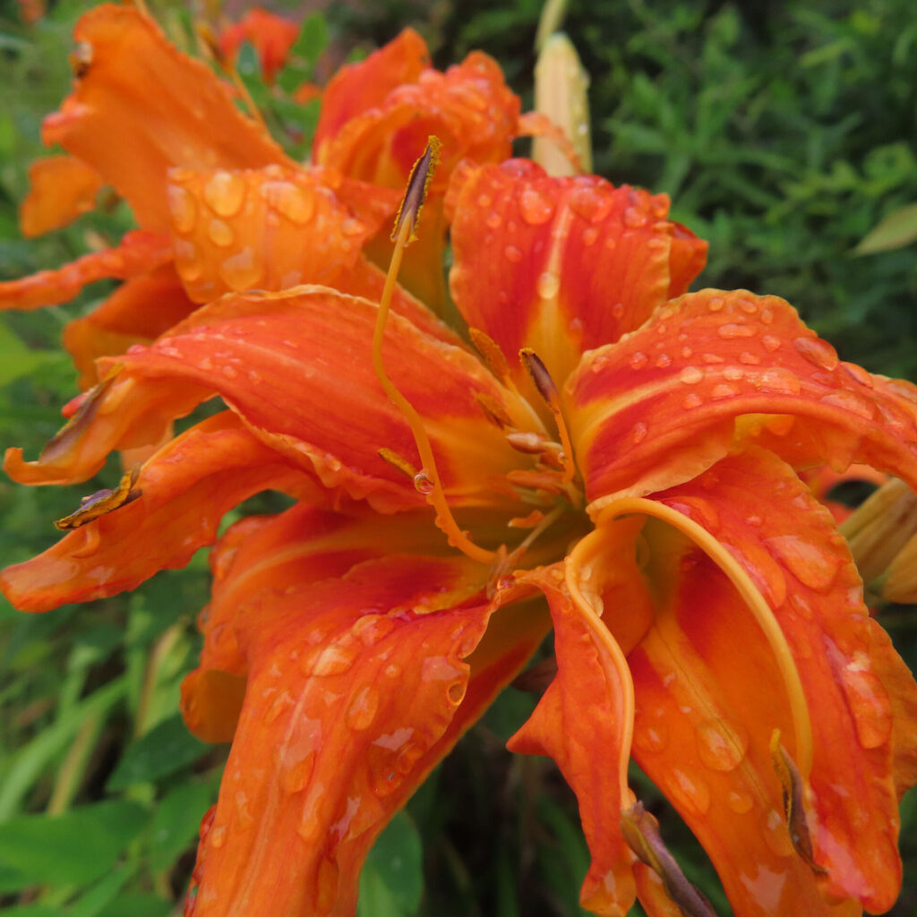 雨粒をまとったヤブカンゾウの橙色の八重花を近くから撮影した無料写真素材