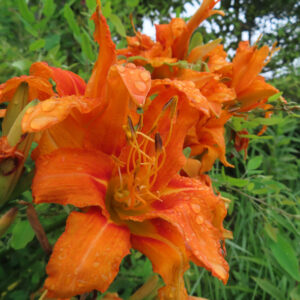 雨上がりに咲くヤブカンゾウの八重咲きの花を大きく写した無料写真素材
