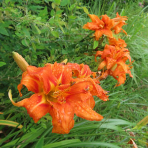 ヤブカンゾウの花と周囲の緑を広めに写した無料写真素材