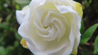 緑の中で咲く純白のクチナシの花を正面から撮影した無料写真素材
