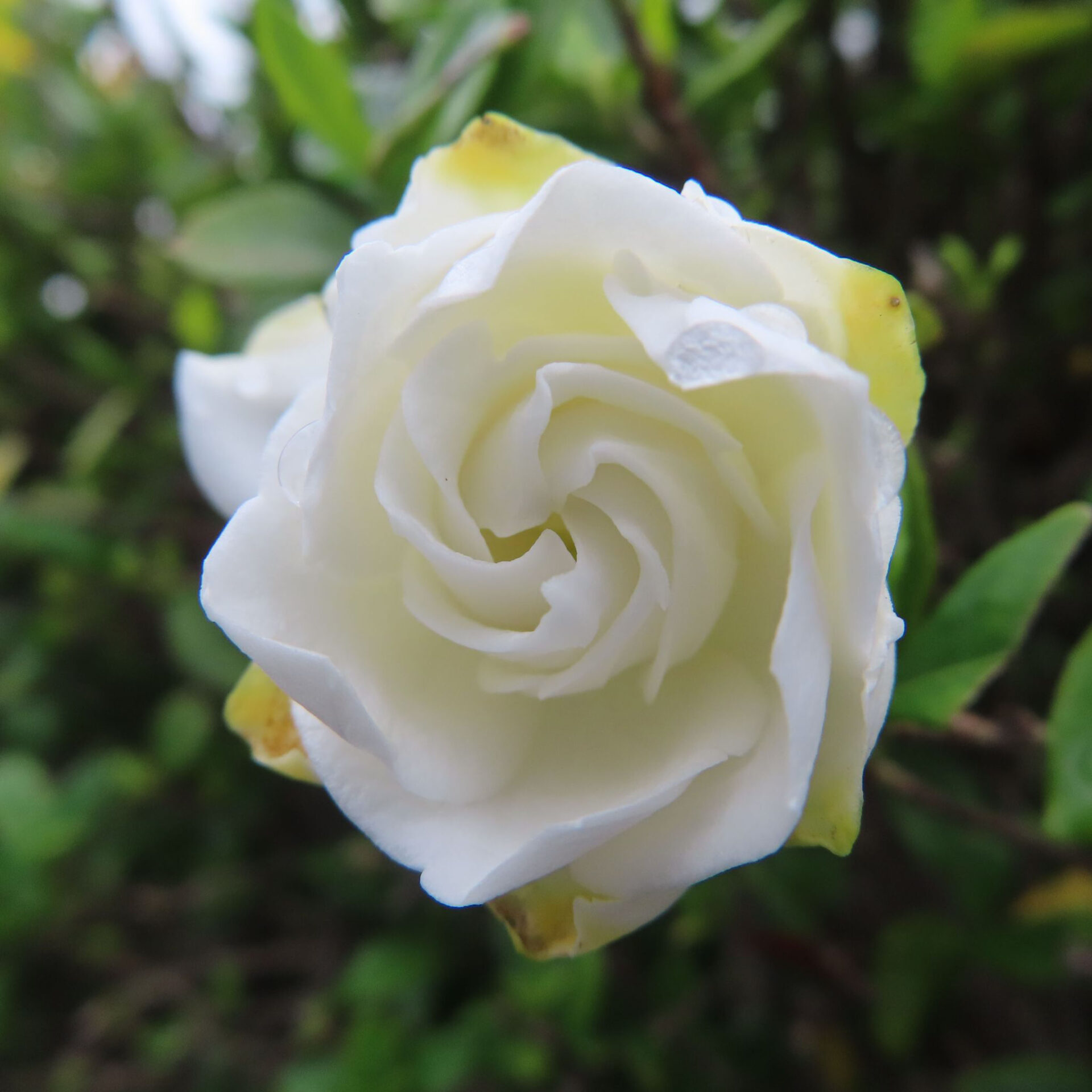 緑の中で咲く純白のクチナシの花を正面から撮影した無料写真素材