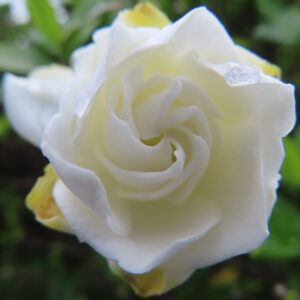 クチナシの白い花びらの折り重なりを大きく撮影した無料写真素材