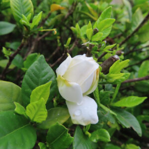 クチナシの白い花とつぼみを緑の葉の中で撮影した無料写真素材