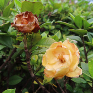 咲き進んで黄みを帯びたクチナシの花と茶色い花あとを撮影した無料写真素材