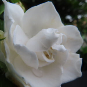 クチナシの花びらが重なる部分を近くから撮影した無料写真素材