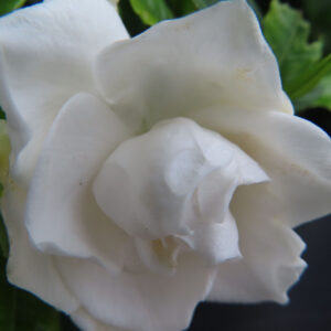クチナシの白い花の中心部を近くから撮影した無料写真素材