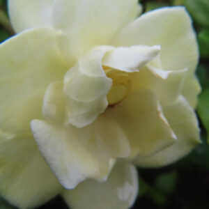 淡い黄みを帯びたクチナシの花びらを近くから撮影した無料写真素材