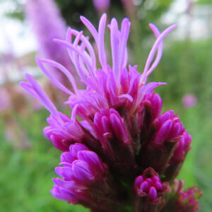 リアトリスの紫の花穂の先端を近くから撮影した無料写真素材