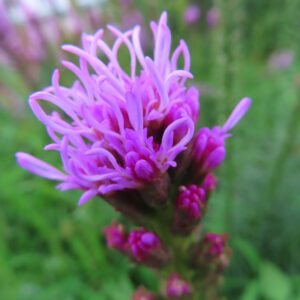 リアトリスの紫色の花がふわりと広がる様子を撮影した無料写真素材