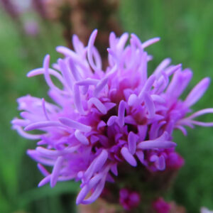 リアトリスの花穂の中心部と紫の小花を撮影した無料写真素材