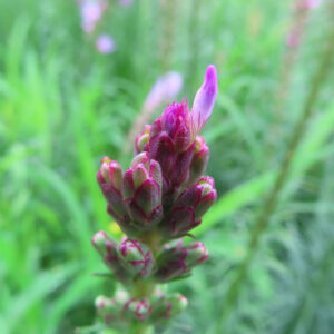 リアトリスのつぼみが集まる花穂の先端を近くから撮影した無料写真素材